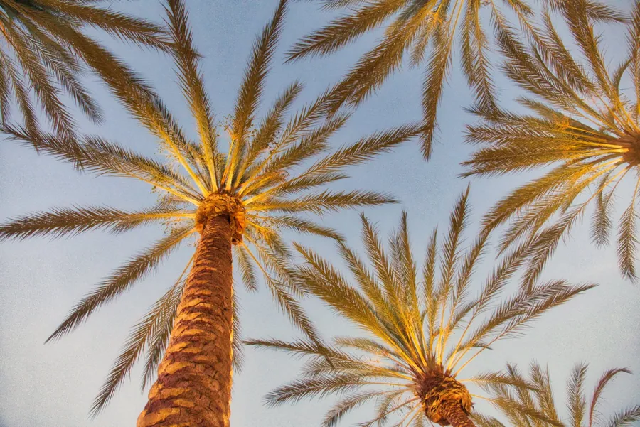 Looking up at palm trees